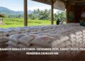 Bansos Beras Oktober-Desember 2026, Dapat 30 Kg, Cek Penerima dengan NIK